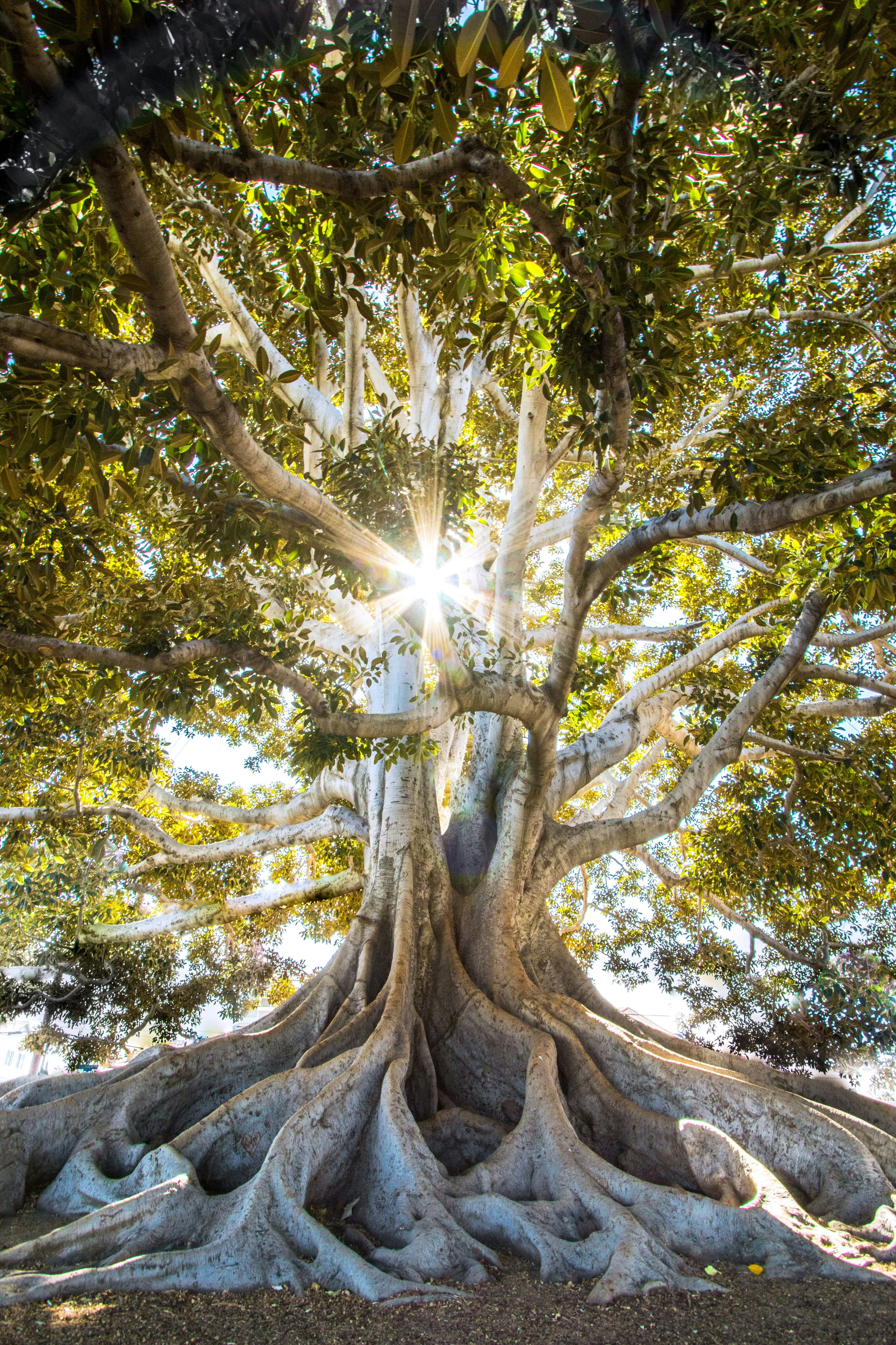Nature background